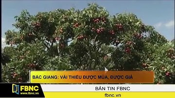 FBNC - Bắc Giang: Vải thiều được mùa, được giá