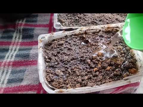 Como Semear Sementes de Petúnia Passo a Passo!!