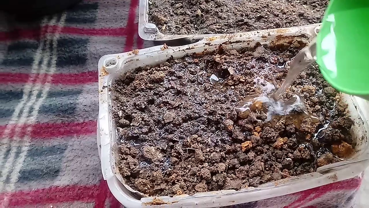 Como Semear Sementes de Petúnia Passo a Passo!!