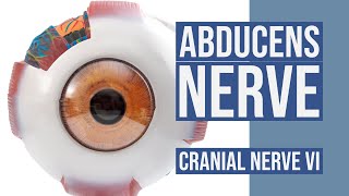 Anatomy Dissected Cranial Nerve Vi Abducens Nerve Complete Anatomy Mp3 ...