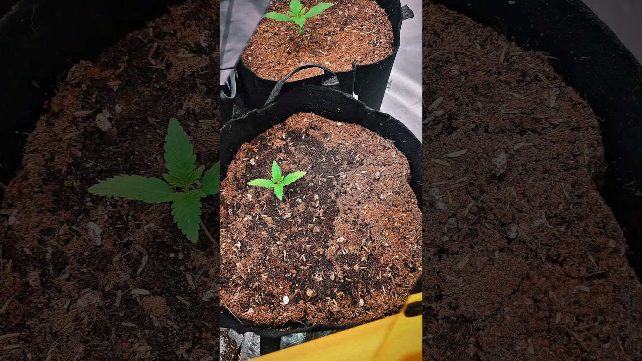 I Killed This Seedling So You Don’t Have To (over watering) Organic living Soil