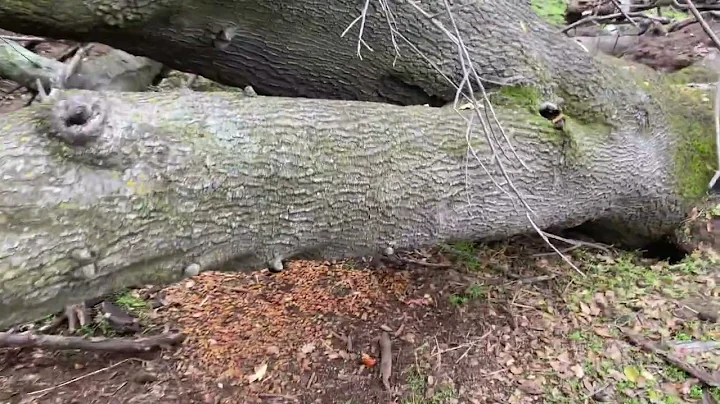 Mercy Missions - Dec 8 2022 - POV Cam