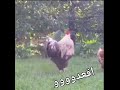 صباح الخير صباحو صباحو 