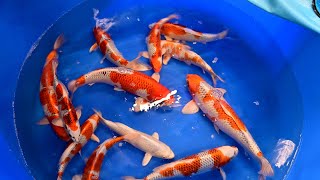 Modern Koi Home Entertainment - Episode 111