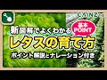 レタスの育て方｜新！図解でわかる_簡単レタス栽培の基本_プランター栽培もOK【カインズ野菜栽培】