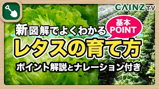 レタスの育て方｜新！図解でわかる_簡単レタス栽培の基本_プランター栽培もOK【カインズ野菜栽培】