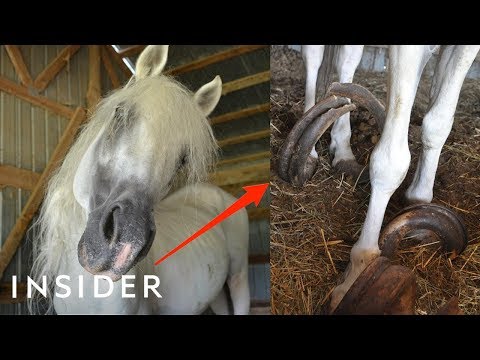 Rescue Horse With 30-Pound Hooves Can Walk Again | Insider