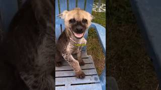 Por Qué Las Hienas Se Ríen?