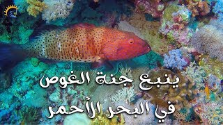 ينبع جنة الغوص في البحر الأحمر || Yanbu - Haven of Scuba Dive In The Red Sea