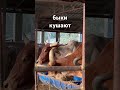 Быки кушают. #bulls #быки