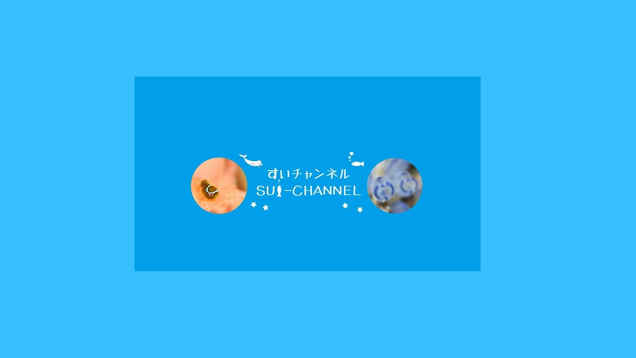 【配信】編集雑談