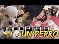 Adopta un Perro | Ayuda a Los que no Tienen Voz