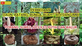 Perbedaan Porang, Suweg, Iles iles Putih & Walur