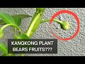 Harvest your own kangkong water spinach seeds  full process from plant to seed