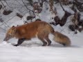 Red Fox in my backyard Feb. 17, 2015