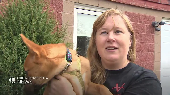 Puppies fleeing Northwest Territories wildfires take refuge in Nova Scotia