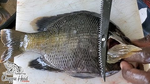 The Easiest Way to Filet Bluegill.