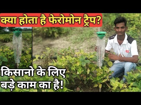 वीडियो: फेरोमोन क्यों महत्वपूर्ण हैं?