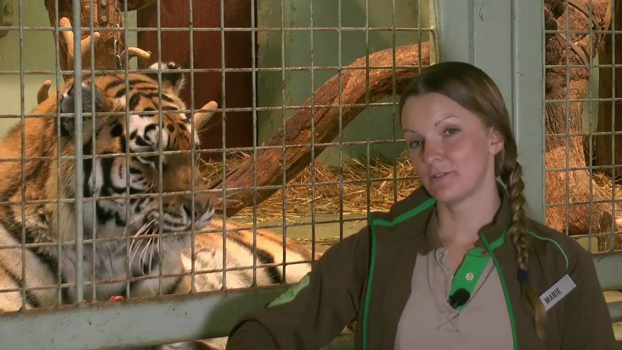 Kolmården Play - Att jobba nära tigrar