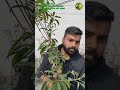 New Grafted Chiku Plant #gardeningloverswithakash #gardeningwithakash #shorts