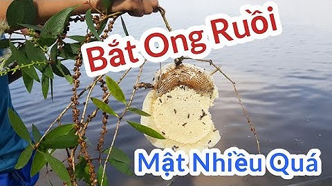 Cận Cảnh Pha Bắt Ong Ruồi Trên Đọt Tràm Hấp Dẫn | Khánh Nhà Nông TV