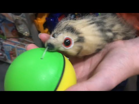 Weazel Ball Motorized Ball Pet Toy For Ages 3 and Up