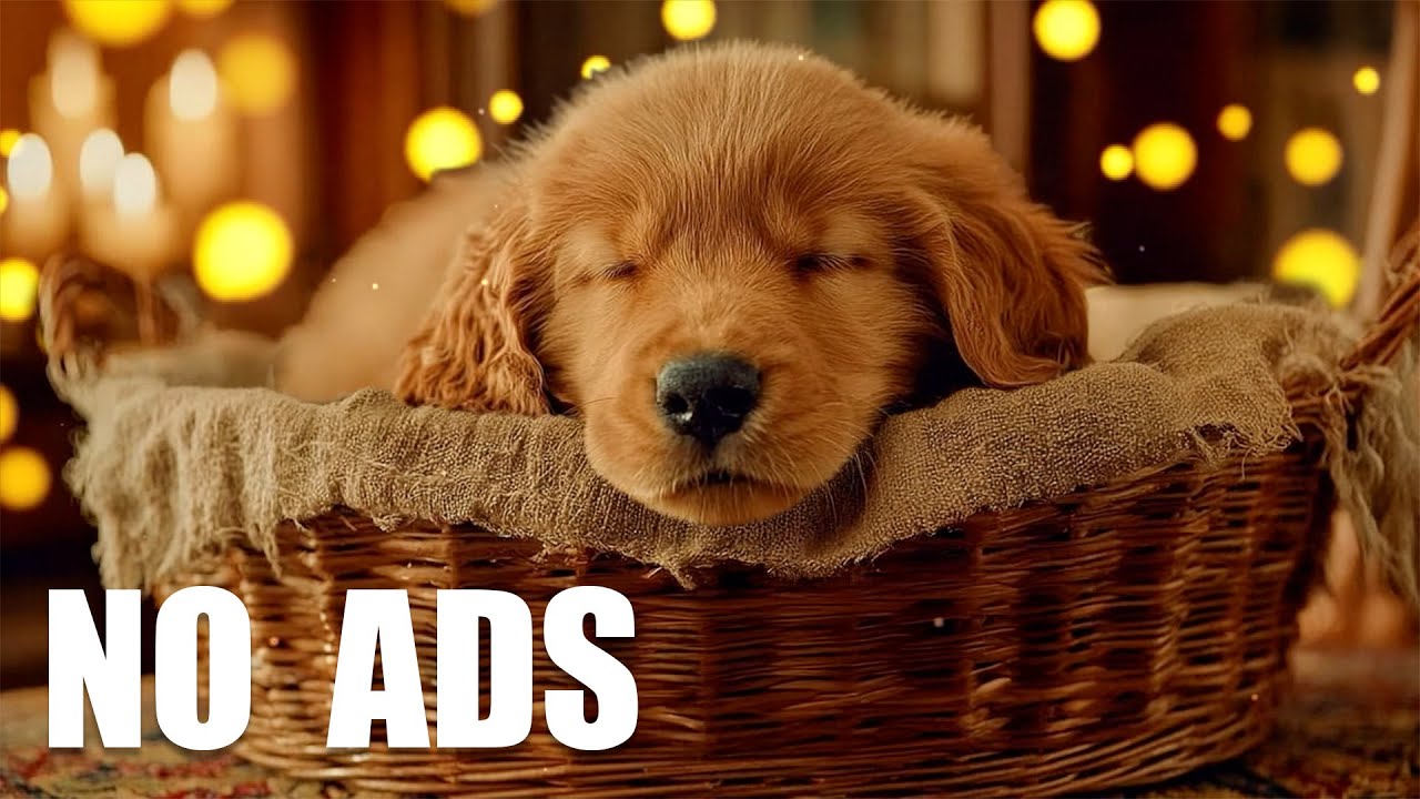 Anti Anxiety Music for Dogs 🐶 Relaxing Sounds for Stress Free Pets