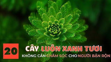 Top 20 loại cây luôn xanh tươi, không tốn công chăm sóc | 20 plants for busy people