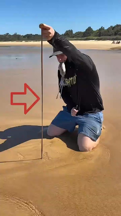 Quick Way to Catch Beach Sandworms