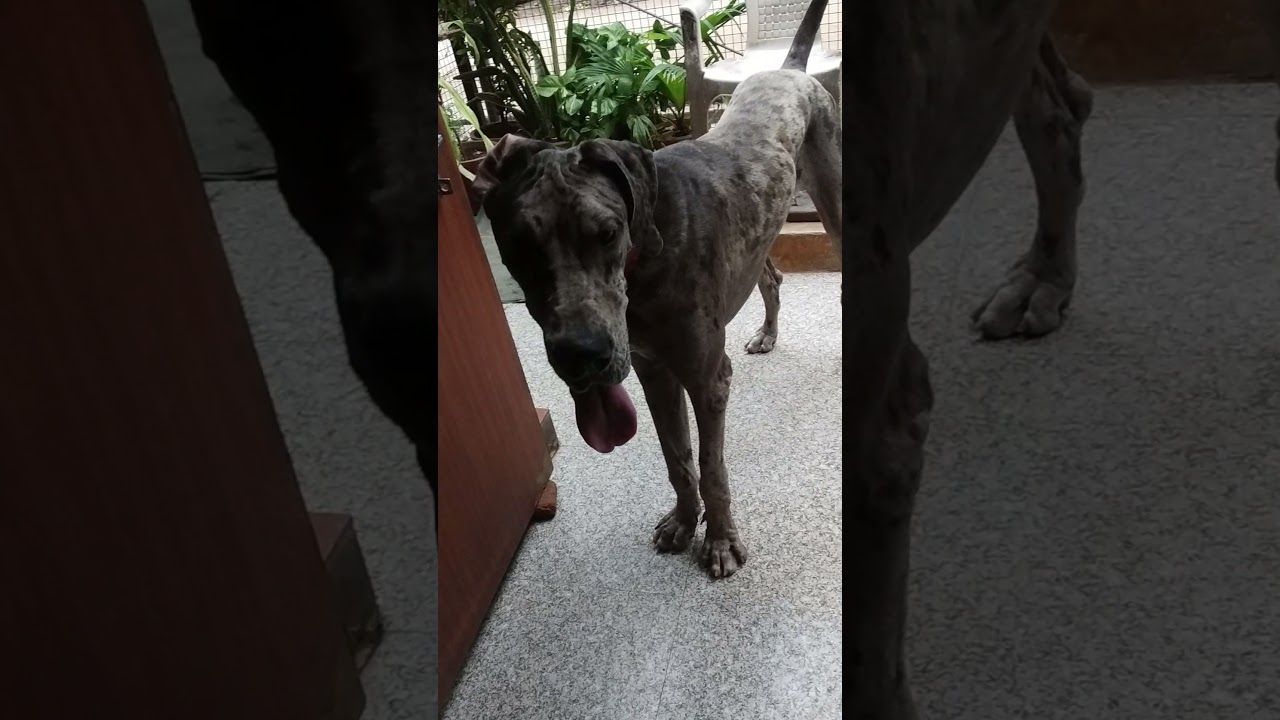 Great Dane Barking