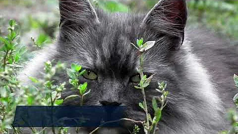 Watch the video about The Wonderful World of Domestic Cats Siberian/Bengal