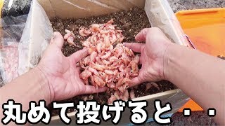 ４００キロ離れた堤防で餌玉釣りをした結果(452話目)鹿児島県鹿屋市