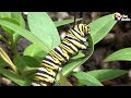 How A Caterpillar Becomes A Butterfly | The Dodo