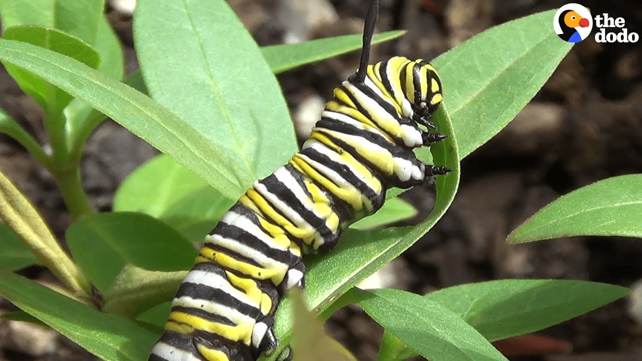 How A Caterpillar Becomes A Butterfly | The Dodo - YouTube