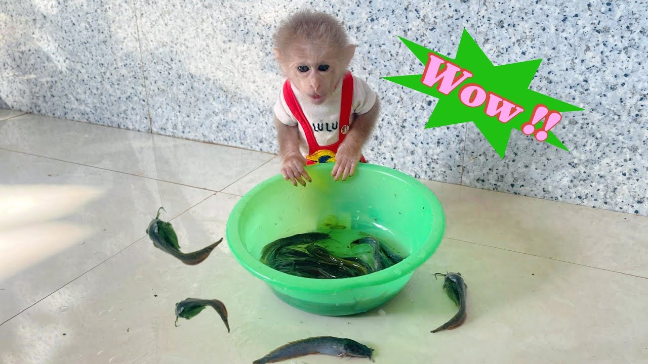 Too Adorable — Lulu Meets Dad’s New Baby Fish… What Happens Next?