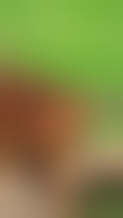 The Sheep With a Kardashian Tail 🐑