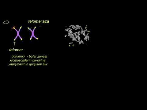 Video: Telomerlər və onların funksiyası nədir?