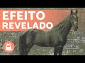 O CAVALO esperto que aprendeu MATEMÁTICA 🐴➕ (CLEVER HANS)