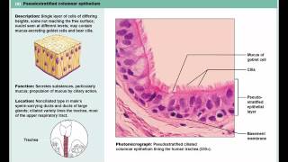 6.1 A&P Lab Epithelial Tissue