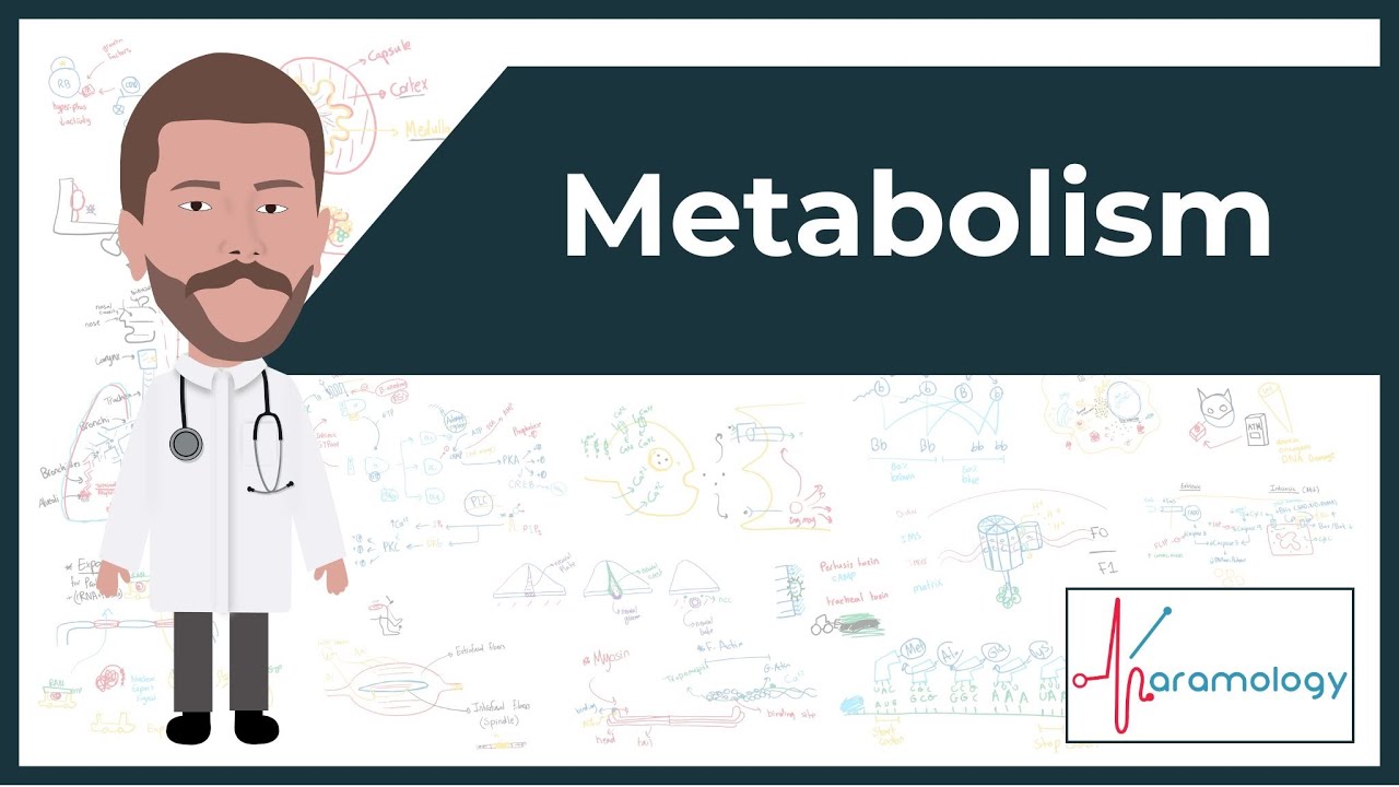 Metabolism الاستقلاب | Bioenergetics and Thermodynamics