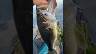 week 6 of giving away all my Bass lures