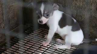 Rescued Puppy Mill Dogs Get a Second Chance by VS Positively 7,917,989 views 8 years ago 5 minutes, 1 second