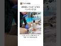 飼育員にプロポーズするペンギン🧊💍