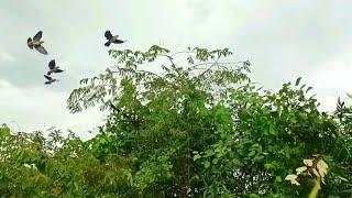 MULUT BURUNG PUNAI HASILNYA MANTAP 