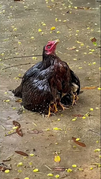 induk ayam melindungi anaknya dari hujan☔❤️