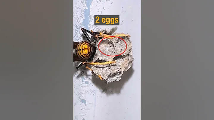 Paper Wasp Queen Starts Building Nest