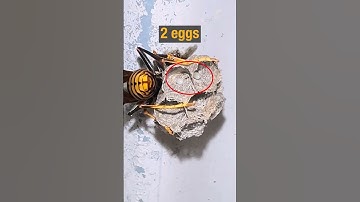 Paper Wasp Queen Starts Building Nest