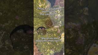 The story of the PARASITE!!