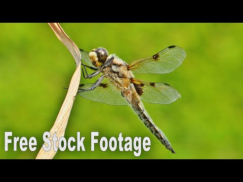 LIBELLE | Free Stock Footage | Kostenlose Videos | 09 |