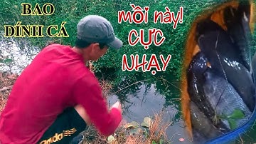 Cắm Câu Cá Lóc Cá Trê Rô Phi Mùa Nước Nổi, Bằng Mồi Này Cực Nhạy @SangHuynhVlog 